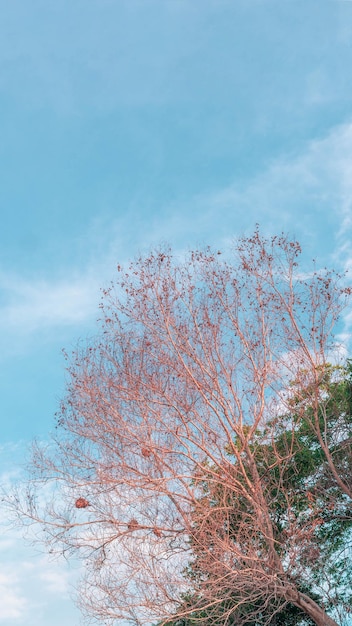 Atmosphère calme ciel nuage fond panorama branches d'arbres secs automne été fin progrès régresser concept de vie