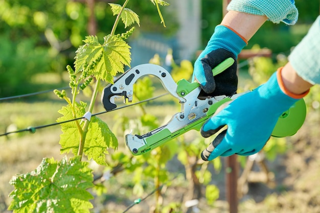 Attacher les vignes dans le vignoble avec une agrafeuse spéciale