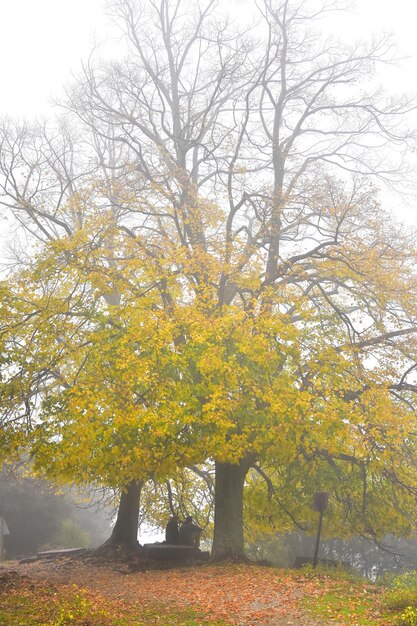 attendre sous les arbres