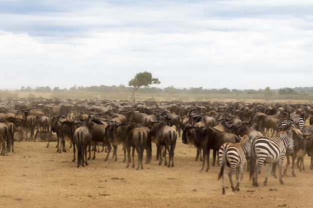 En attente de l'accumulation d'ongulés sur la rive de la rivière Mara Kenya Afrique