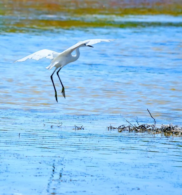 Atterrissage d'aigrette sur l'étang