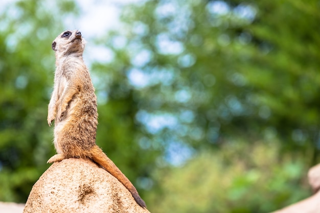 L'attitude suricate est le meilleur système de surveillance. Il contrôle le territoire et assure la protection du groupe. Utile pour le concept de sécurité, d'alerte et de vigilance.