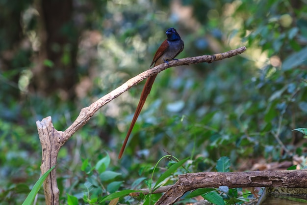 Attrape-mouche du paradis asiatique perché sur une branche