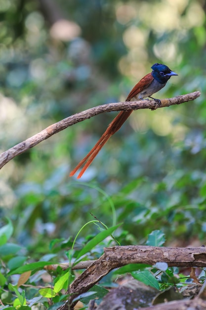 Attrape-mouche du paradis asiatique perché sur une branche