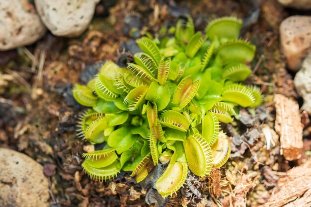 Attrape-mouche de Vénus Dionaea muscipula plante carnivore close up