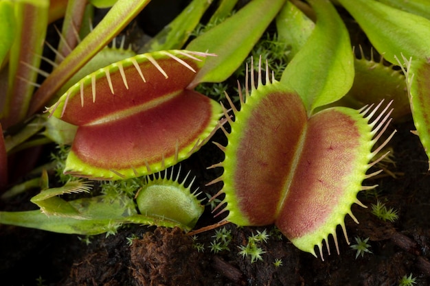 Attrape-mouche de Vénus Dionaea muscipula plante carnivore subtropicale