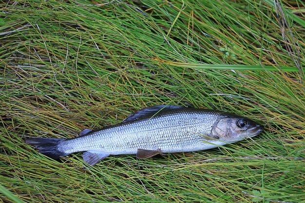 attrapé ombre européenne poisson frais faune passe-temps pêche