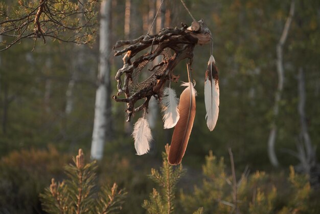 Photo attrape-rêves dans la forêt ornement décoratif fait à la main en racine d'arbre et plumes