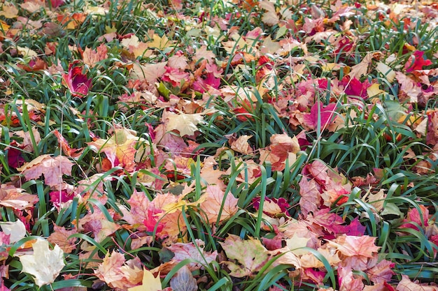 Atumn feuilles d'érable rouges et jaunes tombées sur l'herbe verte Jardinage pendant la saison d'automne Nettoyage de la pelouse des feuilles