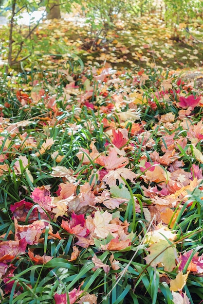 Atumn feuilles d'érable rouges et jaunes tombées sur l'herbe verte Jardinage pendant la saison d'automne Nettoyage de la pelouse des feuilles