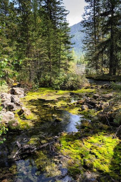 Au bord d'une rivière de montagne, pierres, buttes et forêt