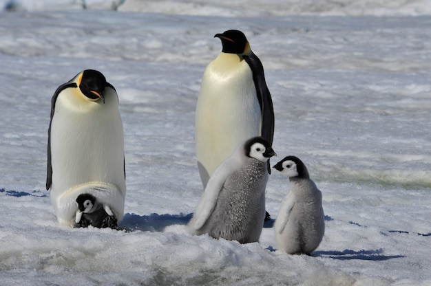 Photo au cœur de la nature, voyagez en antarctique.