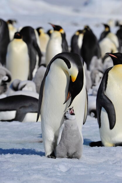 Au cœur de la nature, voyagez en Antarctique.