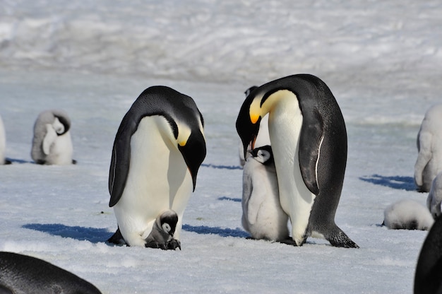 Au cœur de la nature, voyagez en Antarctique.