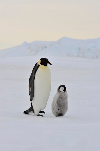 Au cœur de la nature, voyagez en Antarctique.