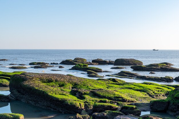 Au crépuscule, le récif sur la plage est recouvert d'algues vertes, et la couleur est très belle