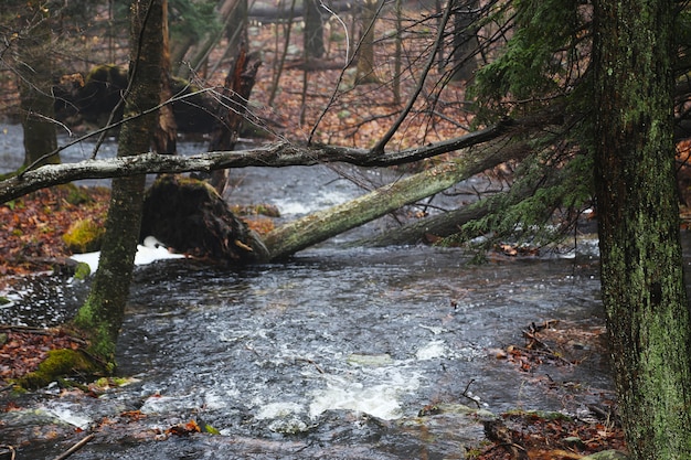 Au début du printemps dans l&#39;est de la Pennsylvanie