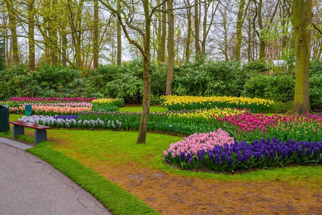 Au début du printemps frais rose violet blanc bulbes de jacinthes parterre de fleurs avec des jacinthes dans le parc Keukenhof Lisse Holland Pays-Bas