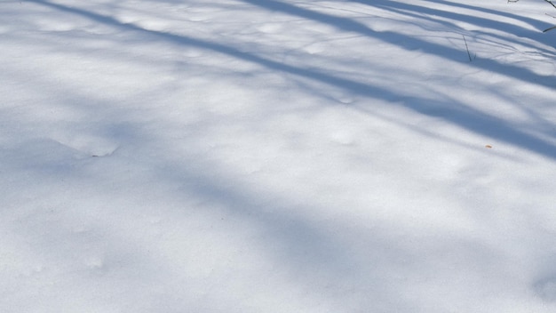 Au début du printemps, le soleil brise les branches des arbres, au début du Printemps, la neige fond, beau printemps.