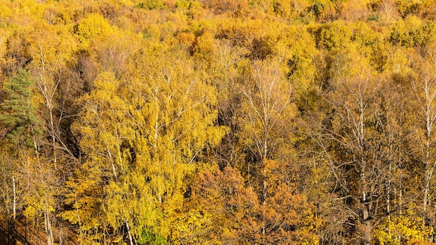 Au-dessus de la vue des arbres jaunes dans la forêt d'automne