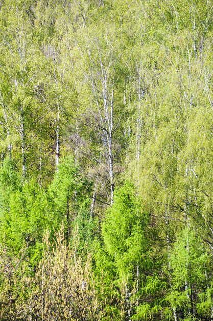 Au-dessus de la vue des crones vertes des arbres au printemps