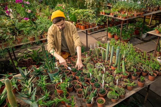Au-dessus De La Vue Du Jeune Producteur En Chapeau Hipster Debout à Table Avec Des Plantes En Pot Et En Prendre Soin En Serre