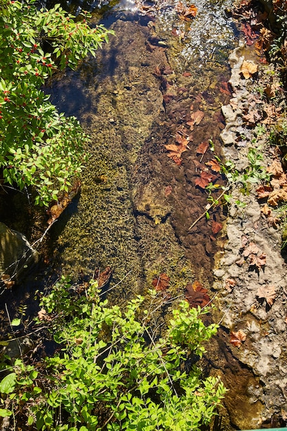 Au-dessus de la vue de l'eau de la rivière avec des rochers, des feuilles d'automne et des buissons de baies