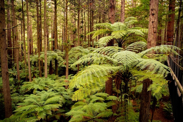 Photo au fond de la luxuriante forêt de séquoias à pied l'arbre suspendu à pied au-dessus des grandes fougères punga indigènes