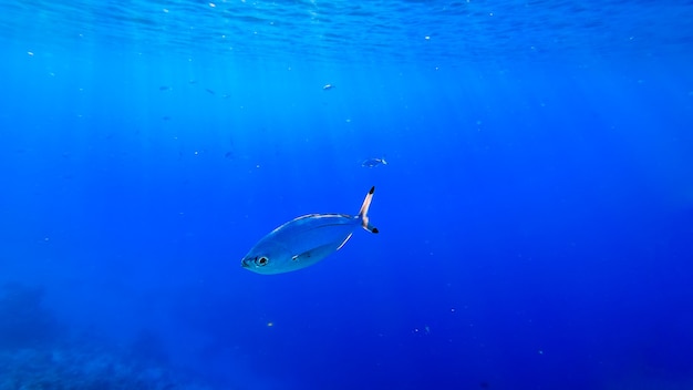 Au fond de la mer, sous la colonne d'eau, de beaux poissons nagent qui sont illuminés par les rayons de lumière du soleil