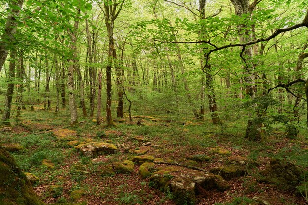 Photo au milieu de la forêt