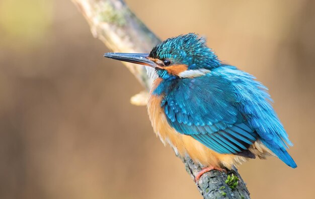 Au petit matin, un oiseau est assis sur une branche.