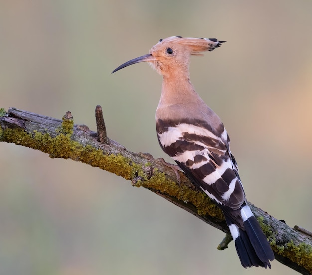 Au petit matin, un oiseau s'est assis sur une belle branche.