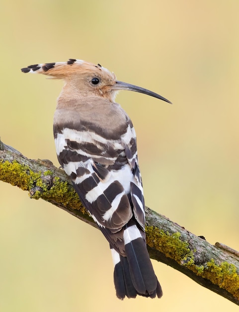 Au petit matin, un oiseau s'est assis sur une belle branche.