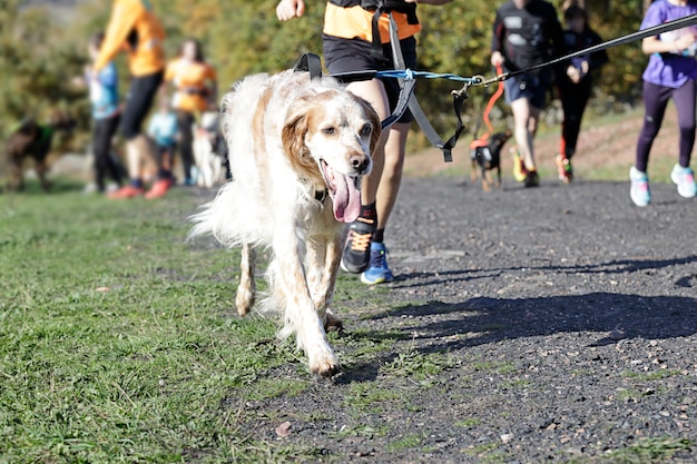 Au premier plan chien participant à une course de canicross populaire, à l'arrière-plan (hors focus) plusieurs athlètes