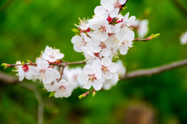 Au printemps fleurissent dans les jardins du Japon la pomme et la cerise.