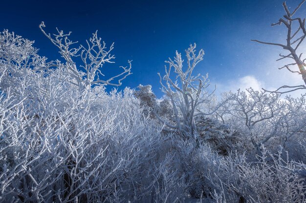 Photo au sommet des montagnes enneigées de deogyusan par une journée claire et la neige soufflée par le vent en hiver en corée du sud