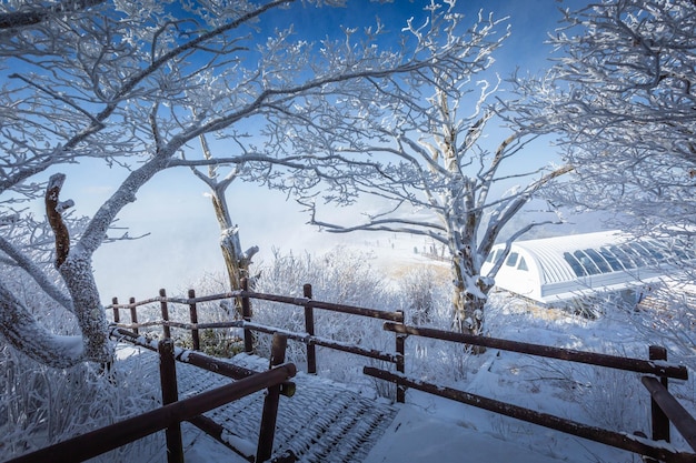 Au sommet des montagnes enneigées de Deogyusan par une journée claire et la neige soufflée par le vent en hiver en Corée du Sud