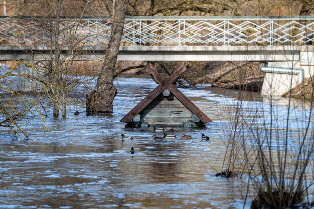 Au toit inondé par les crues printanières Mangeoire à oiseaux dans la rivière près du pont piétonnier