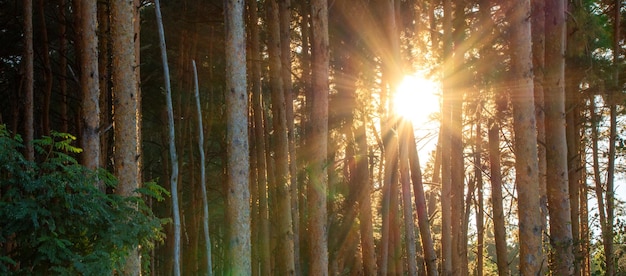 Aube d'automne dans les bois. Les rayons du soleil brillent à travers le brouillard.