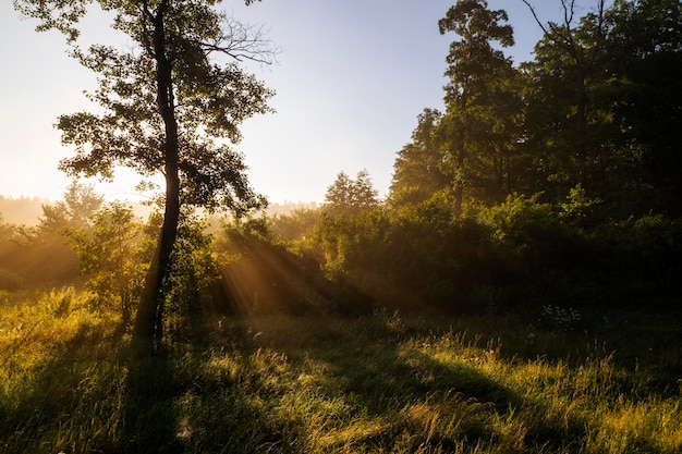 Aube brumeuse dans la forêt Premiers rayons de soleil dans le brouillard