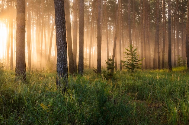 Aube brumeuse dans la forêt Premiers rayons de soleil dans le brouillard