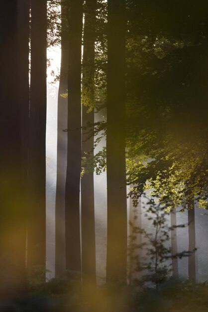 Photo l'aube dans une forêt de hêtre