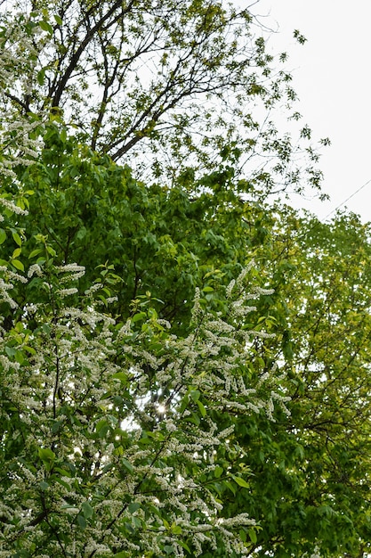 Aube dans le jardin fleuri de printemps