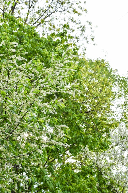 Aube dans le jardin fleuri de printemps