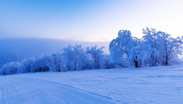 Aube dans les montagnes arbres dans le givre