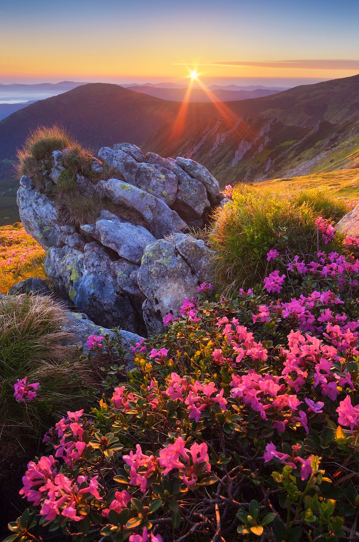Photo aube avec des fleurs dans les montagnes