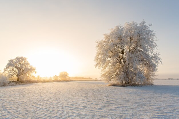 aube d'hiver dans un champ d'arbres