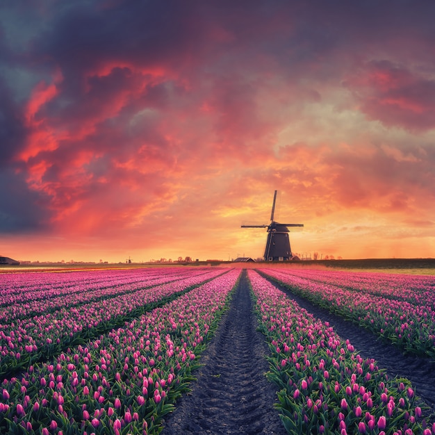 Aube majestueuse sur beau champ de fleurs de tulipes et moulin à vent