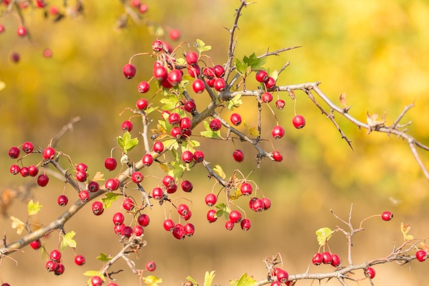 Aubépine sur un buisson en automne sur fond jaune flou