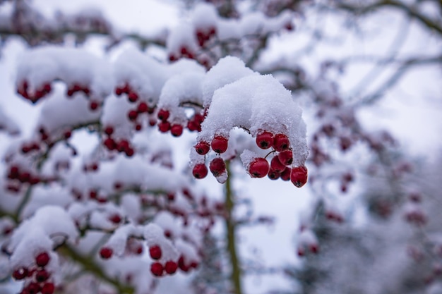 Aubépine avec des fruits avec de la neige adhérente